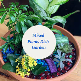 Mixed potted plants in a shallow terracotta dish with decorative stones
