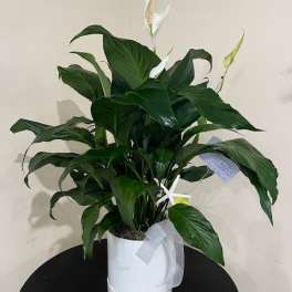 White potted peace lily plant with white blooms