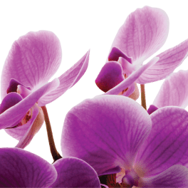 Cluster of purple orchid blooms on a transparent background