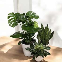 Floor Plant