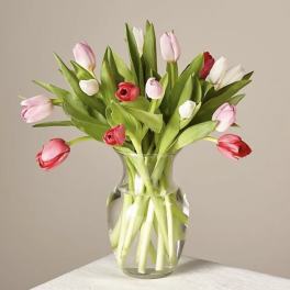 Bouquet of pink, red, and white tulips in a clear glass vase