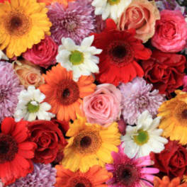 Mixed bouquet of gerbera daisies and roses in bright colors