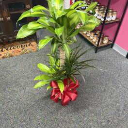 Potted dracaena plant with a red ribbon bow