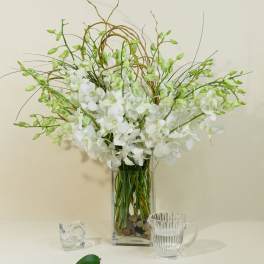 White Dendrobium Orchids