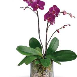 Purple orchid plant in a glass vase with pebbles