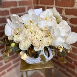 Orchid Dove - Pasadena Flowers