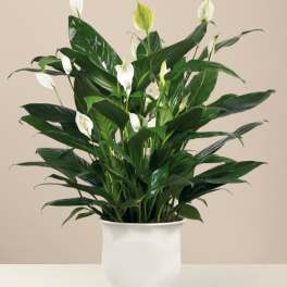 White peace lilies in a white pedestal pot