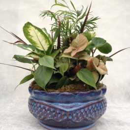 Mixed green houseplants arranged in a blue ceramic planter