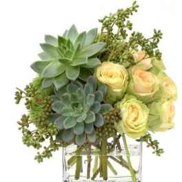 Roses and Succulents