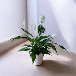 White peace lily in a white pot on a neutral surface