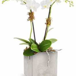 White orchid plant in a square gray pot