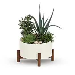 Succulent arrangement in a white planter on a wooden stand