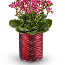 Pink flowering plant in a red textured pot