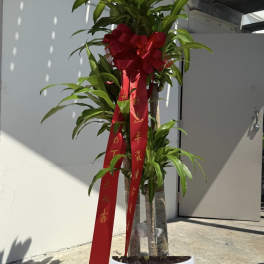 Dracaena Fragrans Plant 
