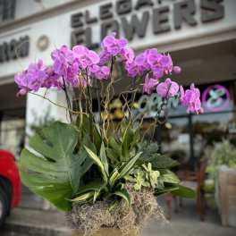 Pink orchids arranged in a gold planter with mixed tropical foliage