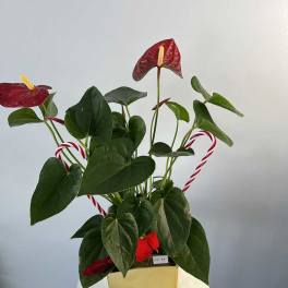 Anthurium plant in a gold rectangular pot with candy canes