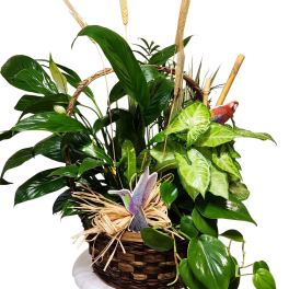 Forest Bird