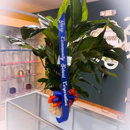 Large potted green plant with a blue ribbon and bow
