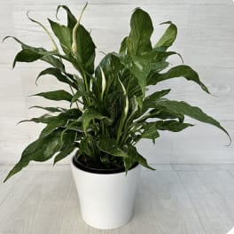 Potted peace lily plant with white blooms in a white container
