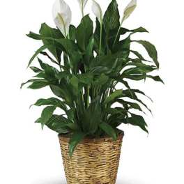  Spathiphyllum