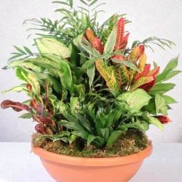 Tropical foliage arrangement in a terracotta bowl