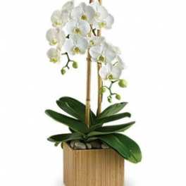 2 STEM ORCHID PLANTER