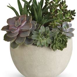 Succulent arrangement in a round beige pot