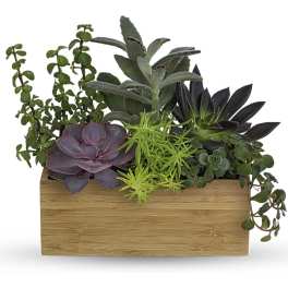 Succulent arrangement in a rectangular wooden planter