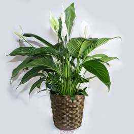 White peace lilies in a woven basket planter