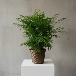 Potted green palm plant in a woven basket planter