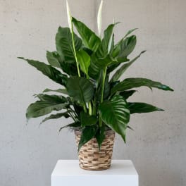 Peace Lily