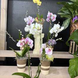 Signature Orchid Collection