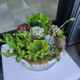 Succulent mix summer