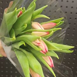 Tulip Tuesday