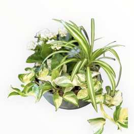 Potted arrangement of variegated houseplants with small white flowers