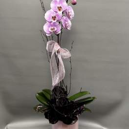 Sweetheart Orchid Garden