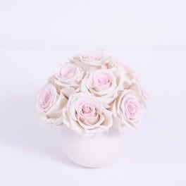 Blush Preserved Roses - Lasts a full year