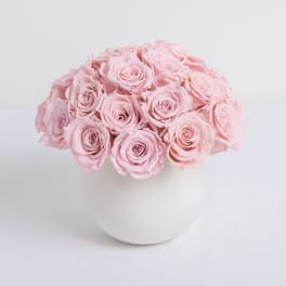 Pink Preserved Roses - Lasts a full year