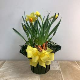 Daffodil Garden, yellow/orange