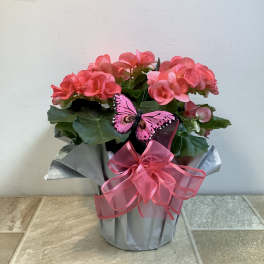Begonia Plant, pink