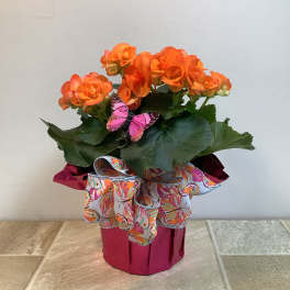 Orange Rieger Begonia Plant
