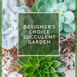 Designers choice succulent garden