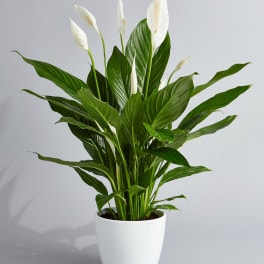 White peace lily plant in a white pot