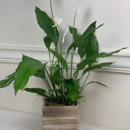 Peace Lily