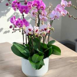 Pink Orchid plant