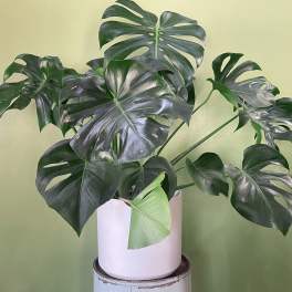 Monster Monstera