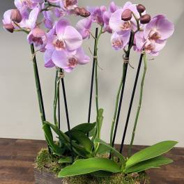 Orchids of Hope