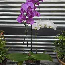 Orchid Planter