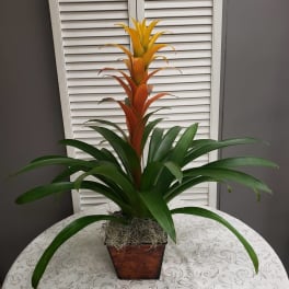 Bromeliad