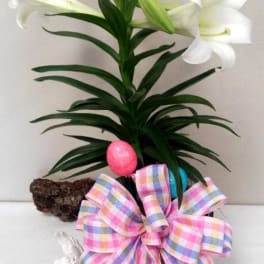 Easter Lily Plant